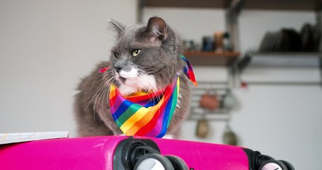 Gray cat wearing vibrant rainbow scarf lounging on pink luggage, leisurely turning head and...