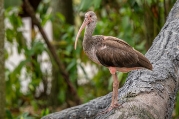 Scarlet Ibis - Eudocimus ruber, beautiful red and brown water bird from American lakes and rivers, Brazil.
