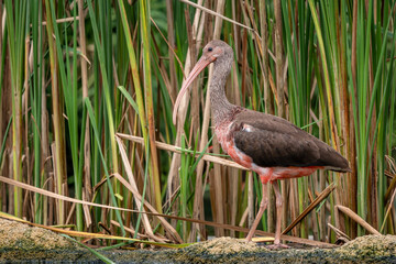 Scarlet Ibis - Eudocimus ruber, beautiful red and brown water bird from American lakes and rivers, Brazil.
