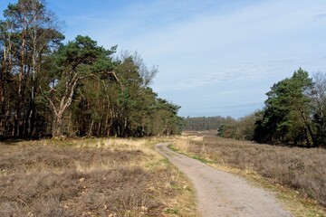 Heather fields on Estate Warnsborn near Arnhem in the Dutch province Gelderland in the East of the Netherlands
