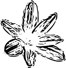 vector illustration of a flower: rain lily 