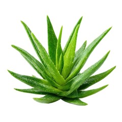 Fototapeta premium Aloe vera succulent plant centered on white background