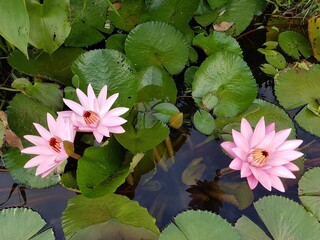 Blooming water lily flower plant.