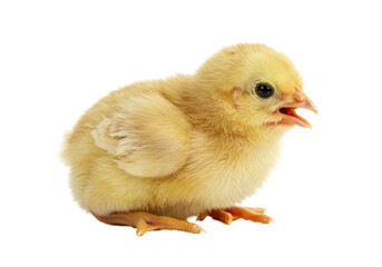 Obraz premium Isolated Cute Yellow Baby Chick Peeping