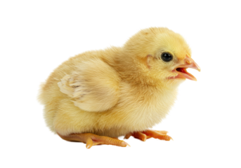 Isolated Cute Yellow Baby Chick Peeping