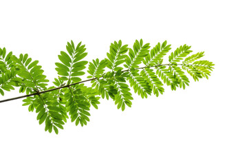Isolated Sprig of Green Leaves