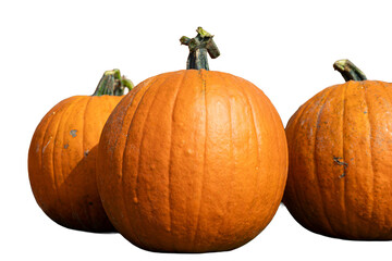 Group of pumpkins at the market on white background / png
