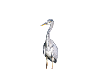 Bird life in its most beautiful form: gray herons in the wild