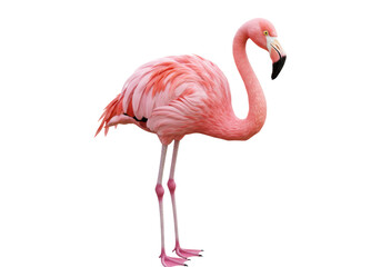 Obraz premium Isolated Vibrant Pink Flamingo Standing