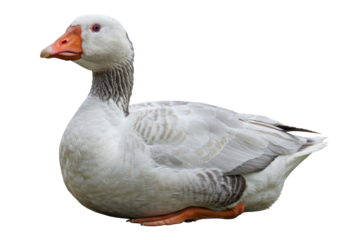 Isolated Gray Goose Resting