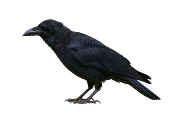 Obraz premium Isolated American Crow Standing