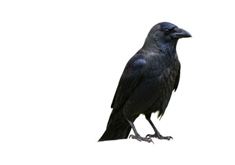 Fototapeta premium Isolated American Crow Perched