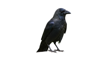 Isolated American Crow Perched