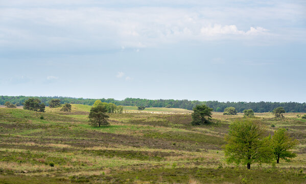 Pine trees and sheep on Elspeetse heide (heath) near Elspeet in The Netherlands