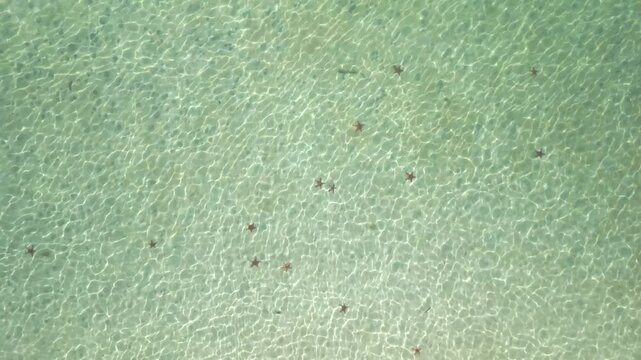Aerial view of multiple starfish in crystal-clear shallow tropical water, creating a natural pattern on the seabed. Beautiful marine scenery perfect for travel and nature themes.