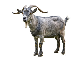 Obraz premium Isolated Gray Goat with Long Horns