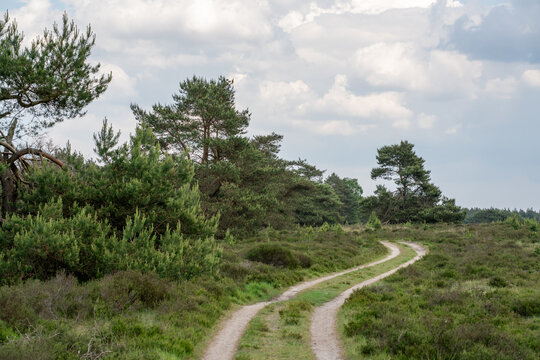 Track with pine trees on Elspeetse heide (heath) near Elspeet in The Netherlands
