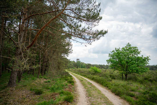 Track with pine trees on Elspeetse heide (heath) near Elspeet in The Netherlands