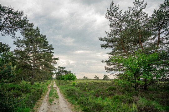 Track with pine trees on Elspeetse heide (heath) near Elspeet in The Netherlands