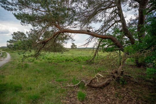 Track with pine trees on Elspeetse heide (heath) near Elspeet in The Netherlands