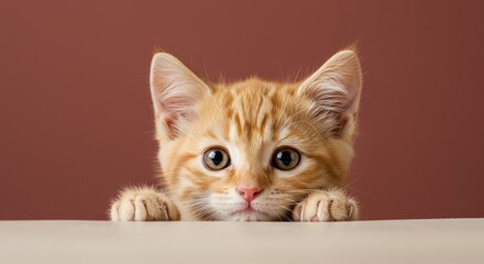 Obraz premium kitten peeking curiously, with big, bright eyes and tiny paws gripping an edge