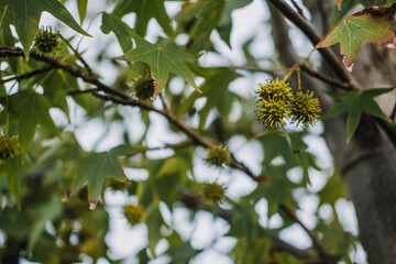 Liquidambar orientalis also known as Oriental sweetgum Turkish sweetgum and Asian sweetgum with spiky seed pods and star-shaped leaves. Linked to aromatic resin native forests biodiversity