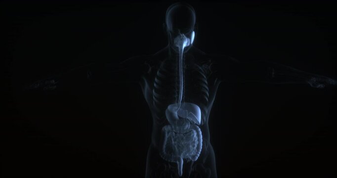 Human digestive system. X Ray. Loop