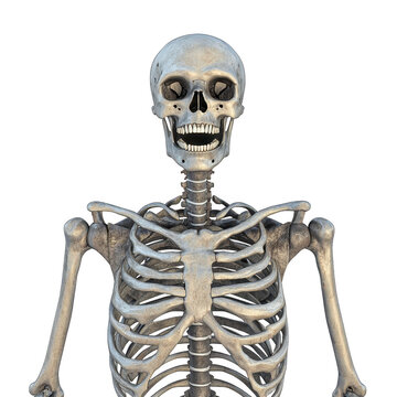 human skeleton model is shown with detailed view of skull, ribcage, and upper limbs. bones are depicted in realistic manner, highlighting anatomical features