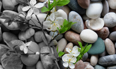 Half Blooming Tree Branch on a Pebbles is Colored, Another Half is Grayscale. Concept Image for Eco...