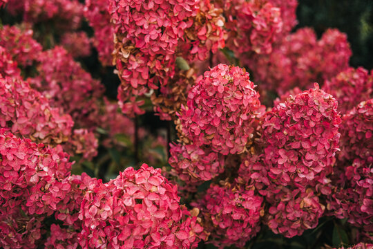 Hydrangea paniculata also known as panicled hydrangea peegee and grandiflora with pink flower clusters. Ornamental gardening biodiversity landscape design and summer bloom