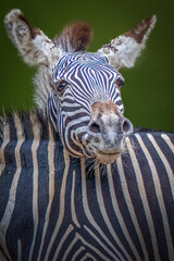 Close-up portrait of a zebra with black and white striped fur standing against blurred green...