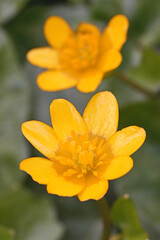 Closeup on the yellow flower of the lesser celandine, Ficaria verna , an early springtime flower