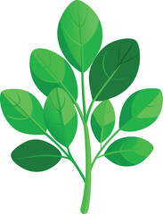 Fenugreek leaves (methi)