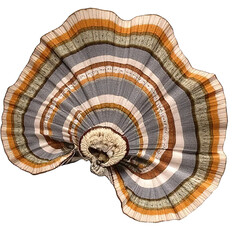 Fototapeta premium Nature's artistry captivating sea shells displayed on elegant textured fabric indoor close-up view macro concept