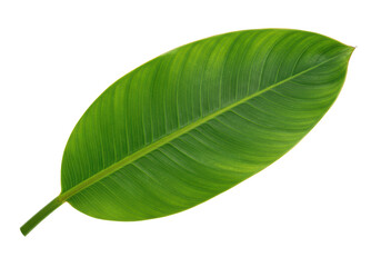 Obraz premium Isolated Vibrant Green Banana Leaf with Visible Veins
