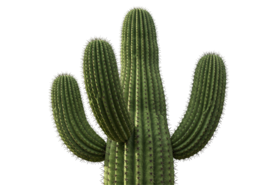 Isolated Saguaro Cactus with Multiple Arms Pointing Upward