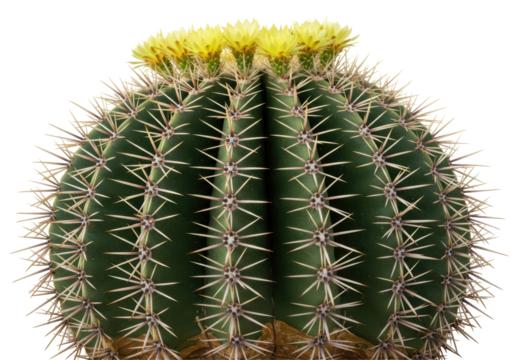 Isolated Spiky Barrel Cactus with Yellow Blooming Flowers