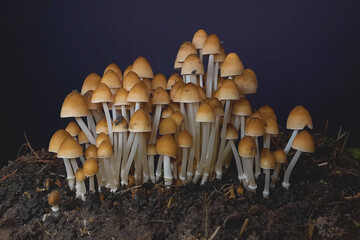 Mushrooms grow in clusters on moist soil