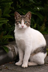 gray cat on a green background