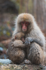 Naklejka premium Close-up of monkeys sitting on rock