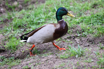 colvert