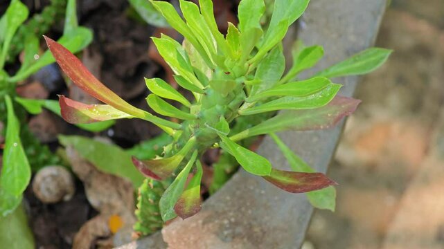 Monadenium Lugardiae cactus plant in nature.

