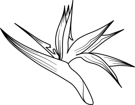 recommend clip art: Bird of paradise flower outline vector