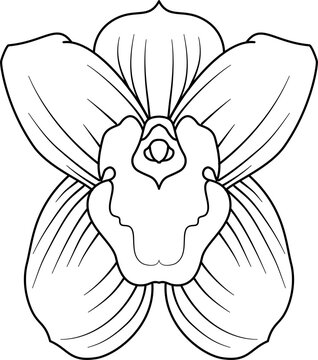 recommend clip art: Orchid flower outline vector