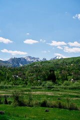 Green hill overgrown with trees against the backdrop of snowy mountains