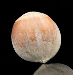 Close-up of a single hazelnut on black reflective background