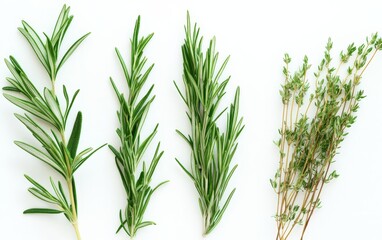 Fototapeta premium Fresh Herbs from the Garden Rosemary and Thyme for Culinary Delights