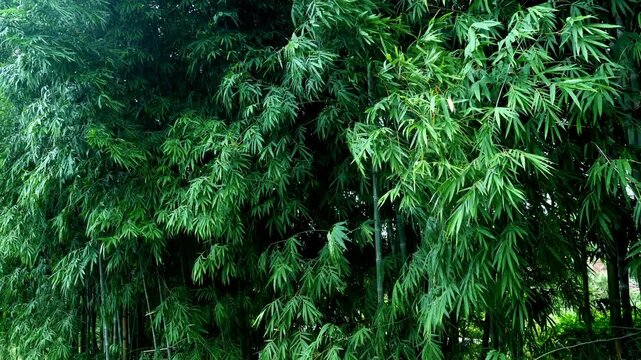 Bamboo Wind 1012