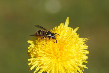 Queen of a common wasp (Vespula vulgaris), family Vespidae on the flower of common dandelion...