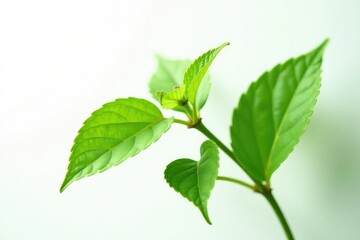 Obraz premium Solo stem with delicate leaves isolated on white, isolation, leaves, background